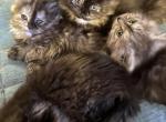 Polydactyl kittens - Polydactyl Kitten For Sale - 