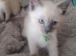 Sapphire Baby Boy Blue Point - Siamese Kitten For Sale - Grayslake&comma; IL&comma; US