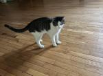 Sean - Domestic Cat For Sale - NY&comma; US