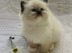 Maple - Ragdoll Kitten For Sale - IL&comma; US