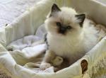 Honey - Ragdoll Kitten For Sale - IL&comma; US