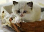 Juniper - Ragdoll Kitten For Sale - IL&comma; US