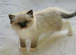 Pepper - Ragdoll Kitten For Sale - IL&comma; US