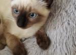 Seal Point Baby Boy - Siamese Kitten For Sale - Grayslake&comma; IL&comma; US