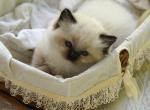 Clove - Ragdoll Kitten For Sale - 