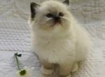 Maple - Ragdoll Kitten For Sale - TN&comma; US