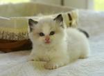 Ziggy - Ragdoll Kitten For Sale - TN&comma; US