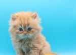 Cheddar - Minuet Kitten For Sale - Iva&comma; SC&comma; US
