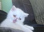 White Exotic Male 3 - Exotic Kitten For Sale - Brooklyn&comma; NY&comma; US