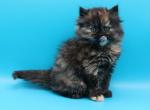 Winnie - Minuet Kitten For Sale - Iva&comma; SC&comma; US