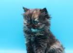 Winnie - Minuet Kitten For Sale - Iva&comma; SC&comma; US