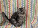 Black Smoke Tabby TICA - Maine Coon Kitten For Sale - West Lafayette&comma; OH&comma; US