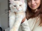 Oranges - Maine Coon Kitten For Sale - 