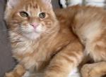 Flora - Maine Coon Kitten For Sale - Hollywood&comma; FL&comma; US