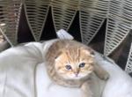 Amber - Scottish Fold Kitten For Sale - Naperville&comma; IL&comma; US