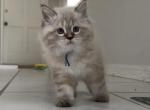 Siberian Babies - Siberian Cat For Sale - 