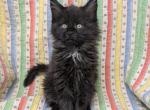 TICA Maine Coon - Maine Coon Kitten For Sale - West Lafayette&comma; OH&comma; US