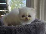 White Persian Male 1 - Persian Kitten For Sale - Brooklyn&comma; NY&comma; US