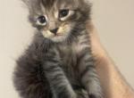 Black and silver - Maine Coon Kitten For Sale - OH&comma; US