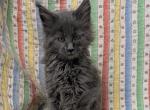 Blue Female Maine Coon - Maine Coon Kitten For Sale - West Lafayette&comma; OH&comma; US