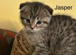Jasper of Khraniti and Legolas - Scottish Fold Kitten For Sale - 