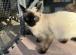 Viva - Siamese Cat For Sale - Harker Heights&comma; TX&comma; US