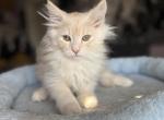 Kacie - Maine Coon Kitten For Sale - 