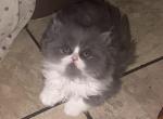Chloes Spring Babies - Persian Kitten For Sale - 