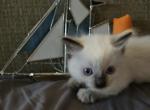 Juniper - Ragdoll Kitten For Sale - Overland Park&comma; KS&comma; US