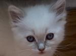 Honey - Ragdoll Kitten For Sale - 