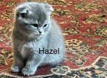 Hazel of Khraniti and Legolas - Scottish Fold Kitten For Sale - 