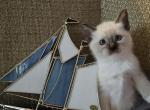 Luke - Ragdoll Kitten For Sale - Overland Park&comma; KS&comma; US