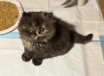 Chloes  Spring Litter - Persian Kitten For Sale - Murrell&comma; PA&comma; US