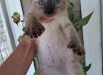 Highland Lynx - Highlander Kitten For Sale - Sandusky&comma; MI&comma; US