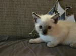 Skylar - Ragdoll Kitten For Sale - Overland Park&comma; KS&comma; US