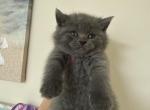 Bonnie - Scottish Straight Kitten For Sale - Buffalo Grove&comma; IL&comma; US