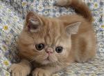 Colt - Exotic Kitten For Sale - 