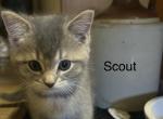 Scout of Khraniti and Legolas - Scottish Straight Kitten For Sale - 
