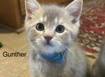 Gunther of Khraniti and Legolas - Scottish Straight Kitten For Sale - 