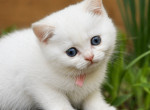 Daisy - British Shorthair Kitten For Sale - 