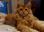 Red pure Main Coon - Maine Coon Kitten For Sale - Grant Valkaria&comma; FL&comma; US