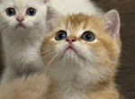 Bunny - British Shorthair Kitten For Sale - Fairfax&comma; VA&comma; US