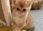 Simba - British Shorthair Kitten For Sale - Brooklyn&comma; NY&comma; US