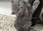 British Longhair Blue Male available for reservati - British Shorthair Kitten For Sale - Clearwater&comma; FL&comma; US