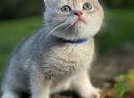 Shadow - British Shorthair Kitten For Sale - Fairfax&comma; VA&comma; US