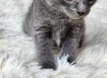 Grey - British Shorthair Kitten For Sale - Boston&comma; MA&comma; US