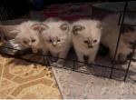Willow - Ragdoll Kitten For Sale - 