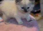 Willow - Ragdoll Kitten For Sale - MA&comma; US