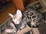 No name yet - Bengal Kitten For Adoption - 