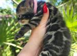 Mayhem Charcoal bengal female kitten for sale - Bengal Kitten For Sale - FL&comma; US